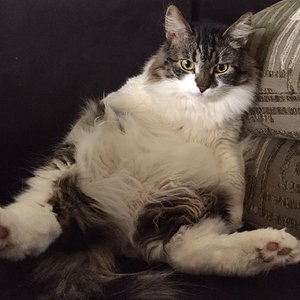 Flausche ist der Boss!