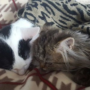 Meine beiden schatzis schlafen zusammen