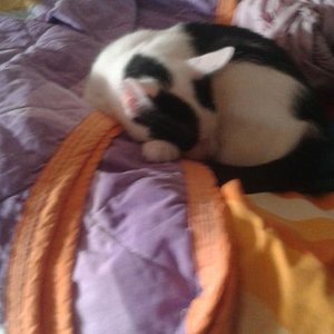 Yoshii schläft aufm Wäscheständer