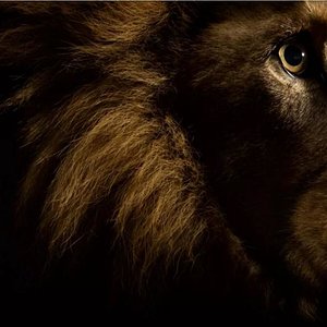 dark Lion