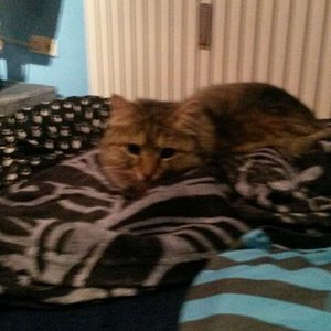 remmy sie läasst sich nicht gern fotografieren sehr scheu abends kommt sie auf coutsch aber net zum kuscheln