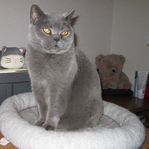 Bosso im Jahr 2015 mit 12 Jahren