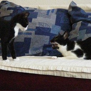 Minhe faucht Findus beim Spielen an.