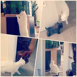 Mattis grüßt seine neuen Mitbewohner und weiht seinen neuen Palast.