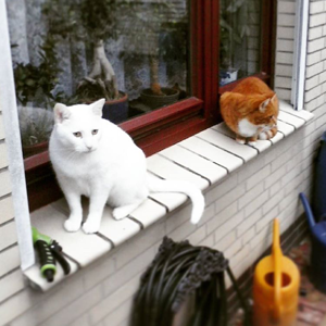 KING MATTI SEINE OBRIGKEIT DER VORSTADT und sein roter Vorgänger im Ruhestand.