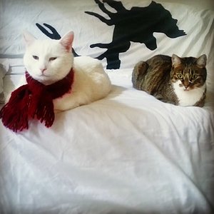 Patt und Patterchen. Unser letzter gemeinsamer Winter.