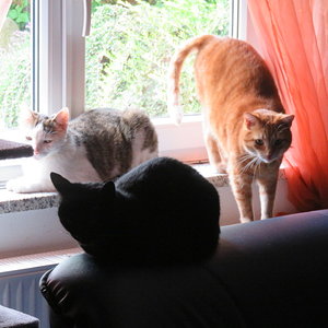 Speedy,Mausi,Stinkebärchen