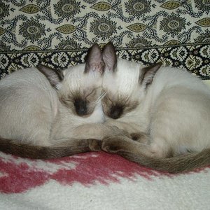 Sweet Dreams, Peppa & Luni Kitten