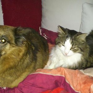 die sind wie Hund und Katz