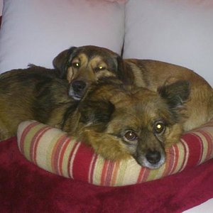 Sunny und Nele...auch hier muß die Liebe schön sein