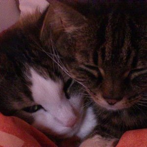 Bambam und Peppels...muß Liebe schön sein