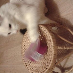 wie krieg ich bloß die Leckerlis auf...?