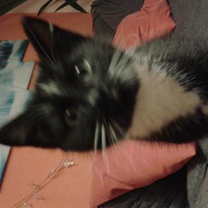 unser Neuzugang seit 1 Woche:Nero