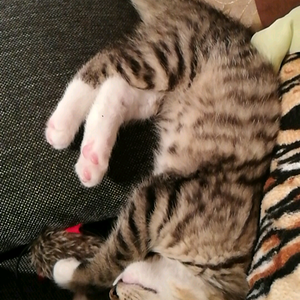 Screenshot 2016 11 19 09 41 03