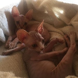 Kurz nachdem die beiden eingezogen sind