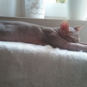 Seamus auf seinem Lieblingsplatz