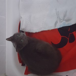 1482756548533361888804