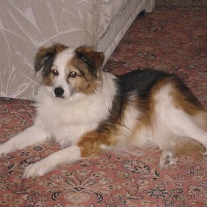 Unsere Hündin Corina (16 Jahre) muss sich ihr Heim mit den beiden Katzen teilen.