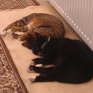 Unsere Katze war und ist immer noch recht scheu und vorsichtig. Seitdem wir unser Katerchen haben, hat sie viel mehr Vertrauen zu uns, da er ihr zeigt, was und wie alles geht. Er ist ein Profi im Umgarnen der Menschen und er erobert alle Herzen im Sturm.