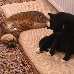 Wenn man sooooo schön schläft, kann man schon mal aus dem "Bett" fallen.