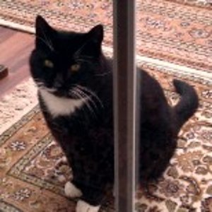 Katerchen wartet geduldig, bis ihm Jemand die Tür öffnet.