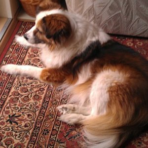 Unsere Hündin Corina beobachtet mit ihren 16 Jahren liebend gerne, was die Katzen hinter der Glastür so treiben.