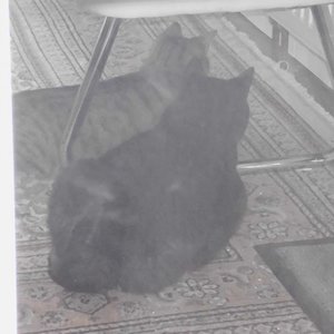 Hier liegen unsere beiden Jäger auf der Lauer. Eine Maus hat sich in das kleine Loch am Heizungsrohr verkrochen. Ich habe durch eine Glasscheibe fotografiert, daher ein schlechtes Bild.