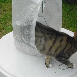 Tolle Sache so ein Schutz für den Sonnenschirm - findet auch unsere Mietzi; und das knistert so schön.