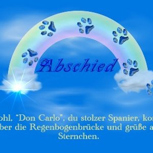 abschied Regenbogen Katzen