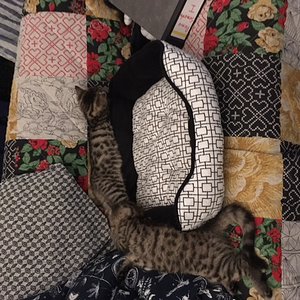 Nicht ins Körbchen...