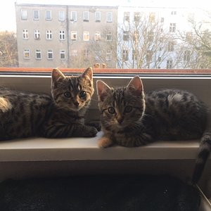 Entdeckung der Fensterbank