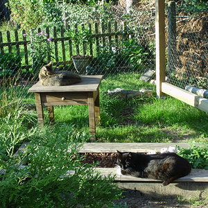 Dieses Bild ist vom Sommer 2016. Die beiden liegen in der Abendsonne in ihrem Katzengehege.