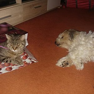 Dieses Jahr Weihnachten Sam mit unserer Hope