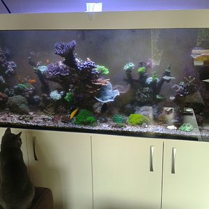 Sammy und seine Fische :D