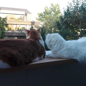 Harmonie für kurze Zeit