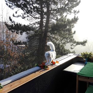 Die Katze die aus dem Nebel kam