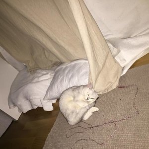 Lilly liebt den IKeA Teppich :)