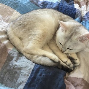 Lilly hat sich an unser Bett gewöhnt und geniesst es, darauf zu schlafen!