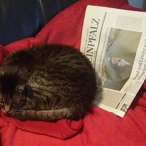 Zeitung lesen macht müde