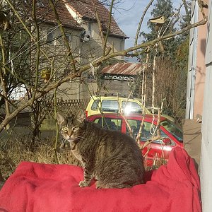 Frauchen legt mir hier immer so ne warme Kuscheldecke hin, damit ich schön in der Sonne liegen kann