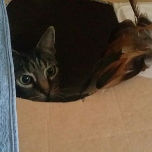 Ich liebe meinen alten Karton und die Angelfeder