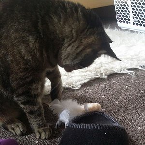 Mäuschen angeln ist auch toll