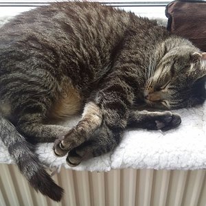 Schlafen an der Heizung..mmmmhh....nur der Platz ist noch zu klein