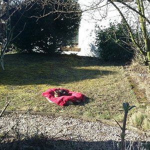 Frauchen hat mir ein Nest gebaut....neee, bin nicht der Osterhase :)