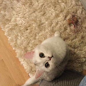 Erwartungsvoller Blick :D