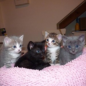 von links nach rechts: Renode, Lucky, Jaspar, Ignatz