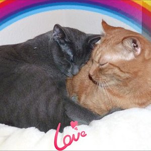 Gaylords: Paul und Ignatz