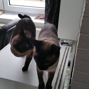 20170314 113443 Oscar und Merlin