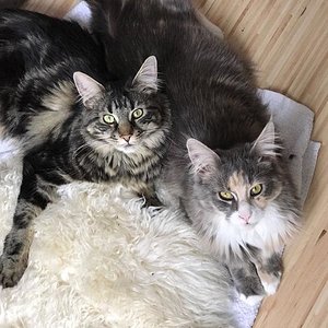 Versöhnung nach dem ersten Tierarztbesuch