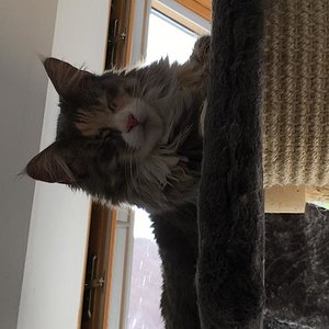 Lunas Lieblingsbeschäftigung